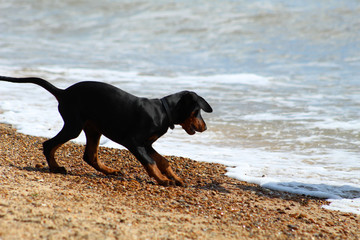 This is Puppy Dobermann Pinschers first day visiting the coast and wondering just what going to happen to him as the sea approaches him