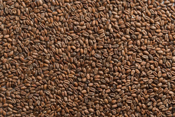 Background from whole grains wheat. Groats texture. Сereals for the production of alcoholic beverages and animal feed. Flat lay