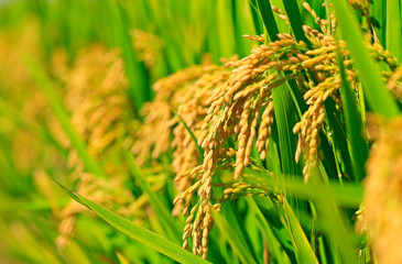 Ripe rice, in the paddy fields