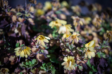 flowers in the garden