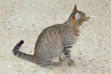Gato doméstico.