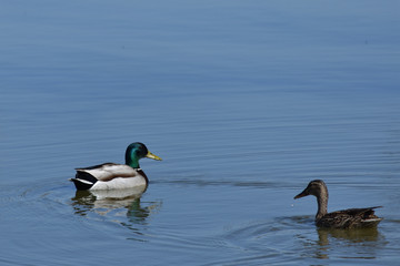 CANARD_AS_00001