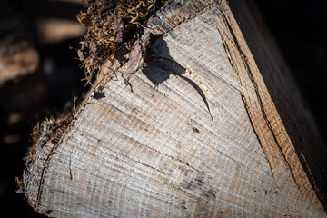 trunk of a tree