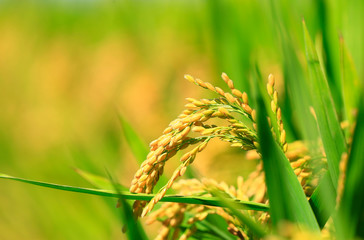 Ripe rice, in the paddy fields