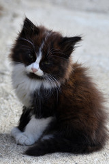 CHATON_AS_00006
