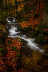 River running through a forrest in autumn