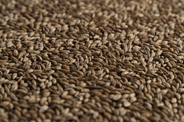 Background from whole grains wheat. Close-up groats, texture. Сereals for the production of alcoholic beverages and animal feed. Depth of field