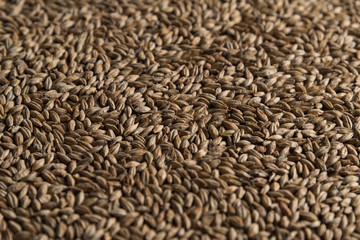 Background from whole grains wheat. Groats texture. Сereals for the production of alcoholic beverages and animal feed. Flat lay