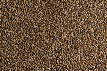 Background from whole grains wheat. Groats texture. Сereals for the production of alcoholic beverages and animal feed. Flat lay