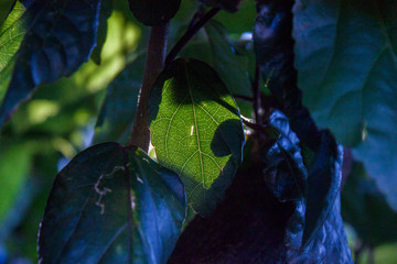 hola de arbol vista a contraluz © Alex