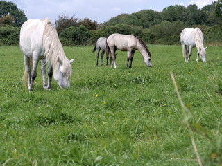 Naklejka na ściany i meble Four horses in a field grazing green grass. Selective focus.