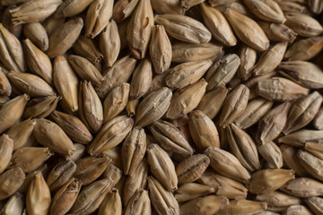 Background from whole grains wheat. Groats texture. Сereals for the production of alcoholic beverages and animal feed. Flat lay