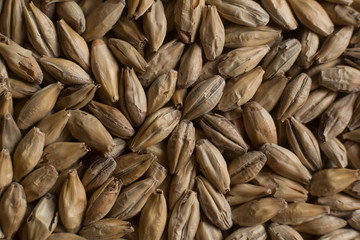 Background from whole grains wheat. Groats texture. Сereals for the production of alcoholic beverages and animal feed. Flat lay