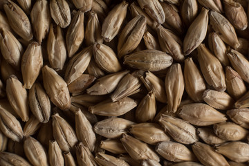Background from whole grains wheat. Сereals for the production of alcoholic beverages and animal feed. Close-up groats. Macro texture of wheat