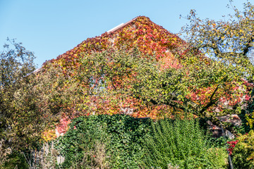 Herbstlich gefärbte Blätter an der Hauswand
