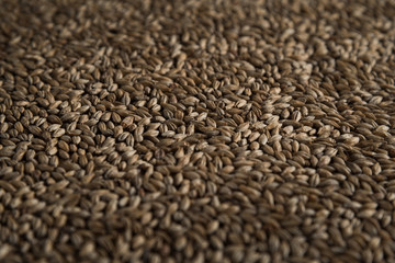Background from whole grains wheat. Groats texture. Сereals for the production of alcoholic beverages and animal feed. Flat lay