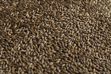 Background from whole grains wheat. Close-up groats, texture. Сereals for the production of alcoholic beverages and animal feed. Depth of field