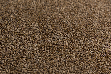 Background from whole grains wheat. Groats texture. Сereals for the production of alcoholic beverages and animal feed. Flat lay