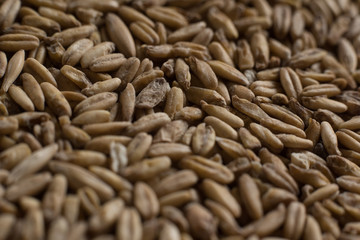 Background from whole grains wheat. Close-up groats, texture. Сereals for the production of alcoholic beverages and animal feed. Depth of field