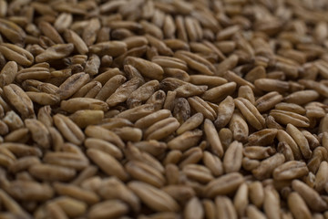Background from whole grains wheat. Close-up groats, texture. Сereals for the production of alcoholic beverages and animal feed. Depth of field