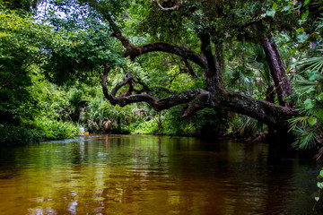 Fototapeta na wymiar Florida Fresh water ways 