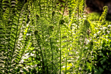 Fototapeta premium ferns in the forest