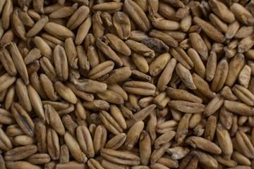 Background from whole grains wheat. Groats texture. Сereals for the production of alcoholic beverages and animal feed. Flat lay