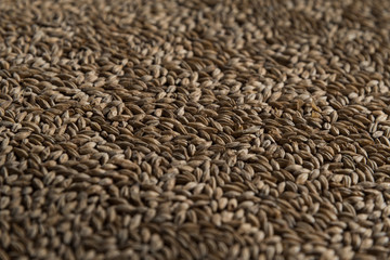 Background from whole grains wheat. Close-up groats, texture. Сereals for the production of alcoholic beverages and animal feed. Depth of field