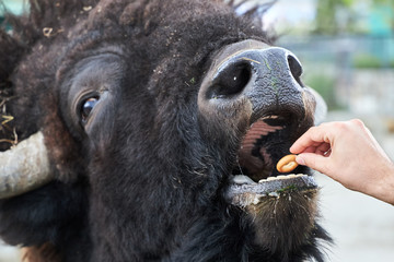 Huge shaggy bison eating a small cookie from the hands of a man, close-up