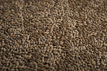 Background from whole grains wheat. Groats texture. Сereals for the production of alcoholic beverages and animal feed. Flat lay