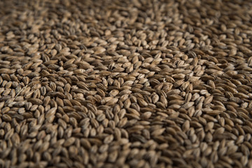 Background from whole grains wheat. Close-up groats, texture. Сereals for the production of alcoholic beverages and animal feed. Depth of field