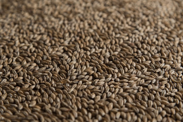 Background from whole grains wheat. Close-up groats, texture. Сereals for the production of alcoholic beverages and animal feed. Depth of field
