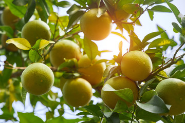 Green tangerines hang on a branch in the rays of the gentle sun