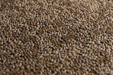 Background from whole grains wheat. Groats texture. Сereals for the production of alcoholic beverages and animal feed. Flat lay