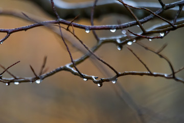 Fototapeta na wymiar Wet branches with raindrops in autumn