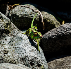 green lizard