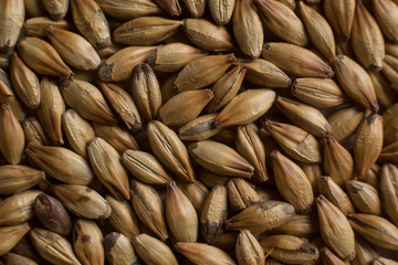 Background from whole grains wheat. Сereals for the production of alcoholic beverages and animal feed. Close-up groats. Macro texture of wheat