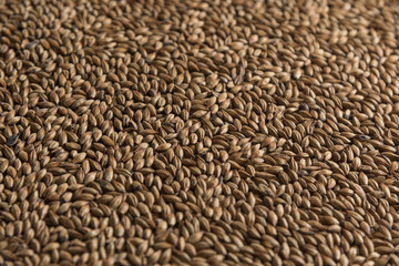 Background from whole grains wheat. Groats texture. Сereals for the production of alcoholic beverages and animal feed. Flat lay