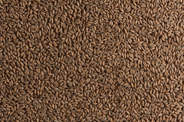 Background from whole grains wheat. Groats texture. Сereals for the production of alcoholic beverages and animal feed. Flat lay