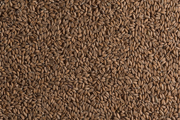 Background from whole grains wheat. Groats texture. Сereals for the production of alcoholic beverages and animal feed. Flat lay