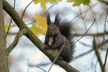 European brown squirrel in summer coat on a branch in the forest