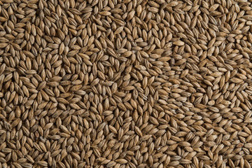 Background from whole grains wheat. Groats texture. Сereals for the production of alcoholic beverages and animal feed. Flat lay