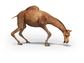 Camel wants to eat 3d rendering on white background with shadow