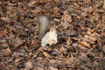 Squirrel in the autumn forest illuminated by the sun stands on its hind legs preparing to jump. In...