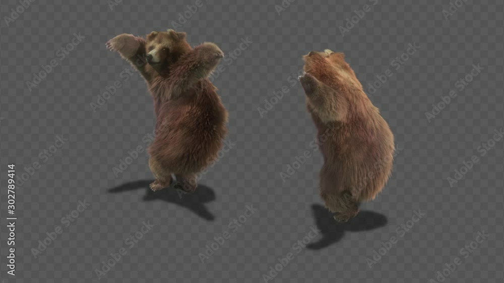 Wall mural bear dance cg fur 3d rendering animal realistic cgi vfx animation loop composition 3d mapping cartoo