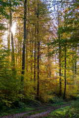 Fototapeta na wymiar Herbstliche Bäume