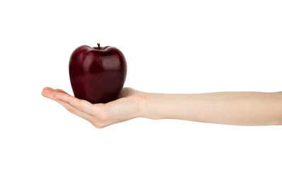 A female hand keeps on a palm a red burgundy apple isolated on a white background.
