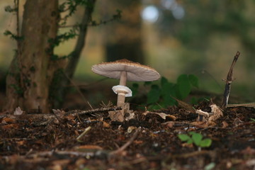 mushroom in the forest