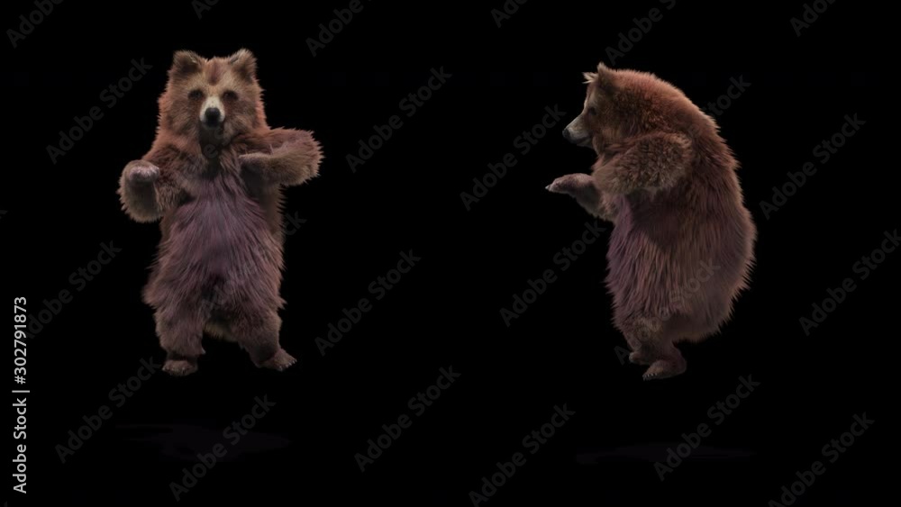 Sticker bear dance cg fur 3d rendering animal realistic cgi vfx animation loop composition 3d mapping cartoo