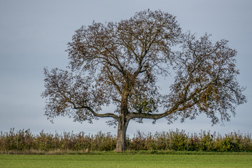 Einzeln stehender Baum im Herbst